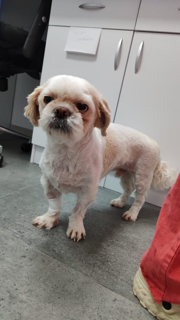 Piometru câini și pisici Sibiu | Simptome, tratament, urgență veterinară LaVet