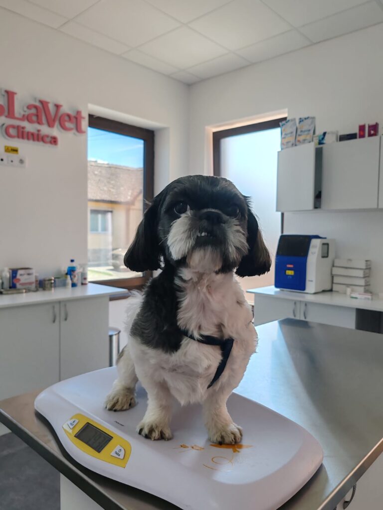 Câinele meu pare sănătos. Mai are nevoie de controale veterinare?