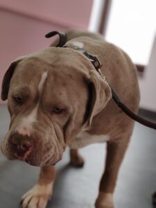 Dermatologie veterinară în Sibiu – alergii, mâncărimi și probleme ale pielii la câini și pisici