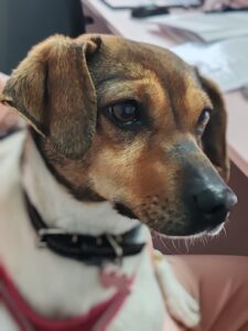 Stomatologie veterinară în Sibiu – ghid complet 2026