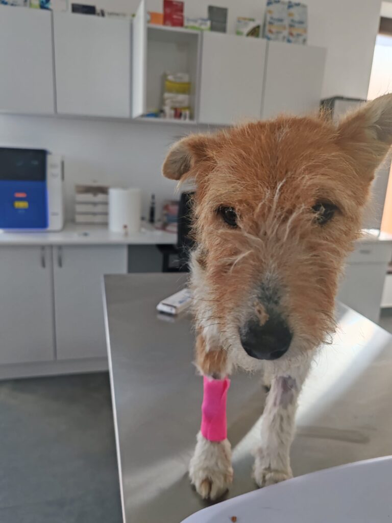 Ecografie veterinară în Sibiu – ghid complet 2026