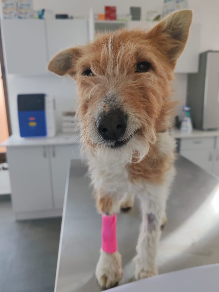 Analize veterinare și laborator în Sibiu – ghid complet 2026