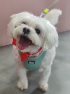 Sfaturi pentru animale de companie | LaVet Sibiu