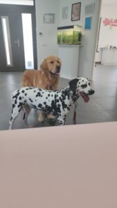 Consultații veterinare în Sibiu – când trebuie să mergi la medicul veterinar?