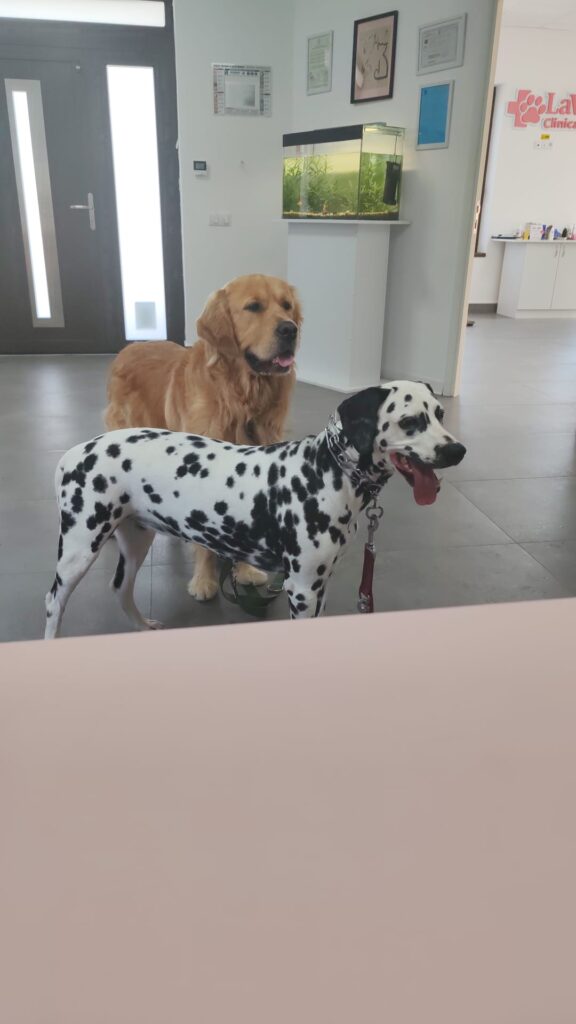 Consultații veterinare în Sibiu – când trebuie să mergi la medicul veterinar?