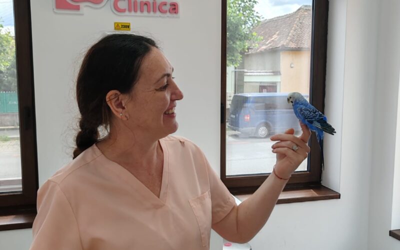 Dr. Claudia Lakatos Știrbăți cu papagal budgerigar la LaVet Medical Sibiu