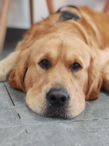 Câine sau pisică anxios la veterinar — cum îl pregătești pentru o vizită mai ușoară