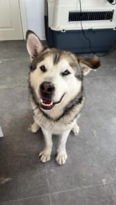 Veterinar Sibiu – Ghid complet pentru sănătatea câinilor și pisicilor