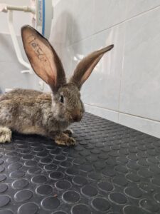 Deparazitare câini și pisici Sibiu | Ghid LaVet Medical