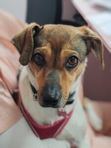 Intoxicațiile la câini și pisici – ghid complet: simptome, prim ajutor și când trebuie să mergi de urgență la medicul veterinar