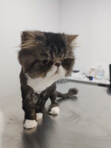 Căpușele la câini și pisici – Cum le îndepărtezi corect | LaVet Medical Sibiu