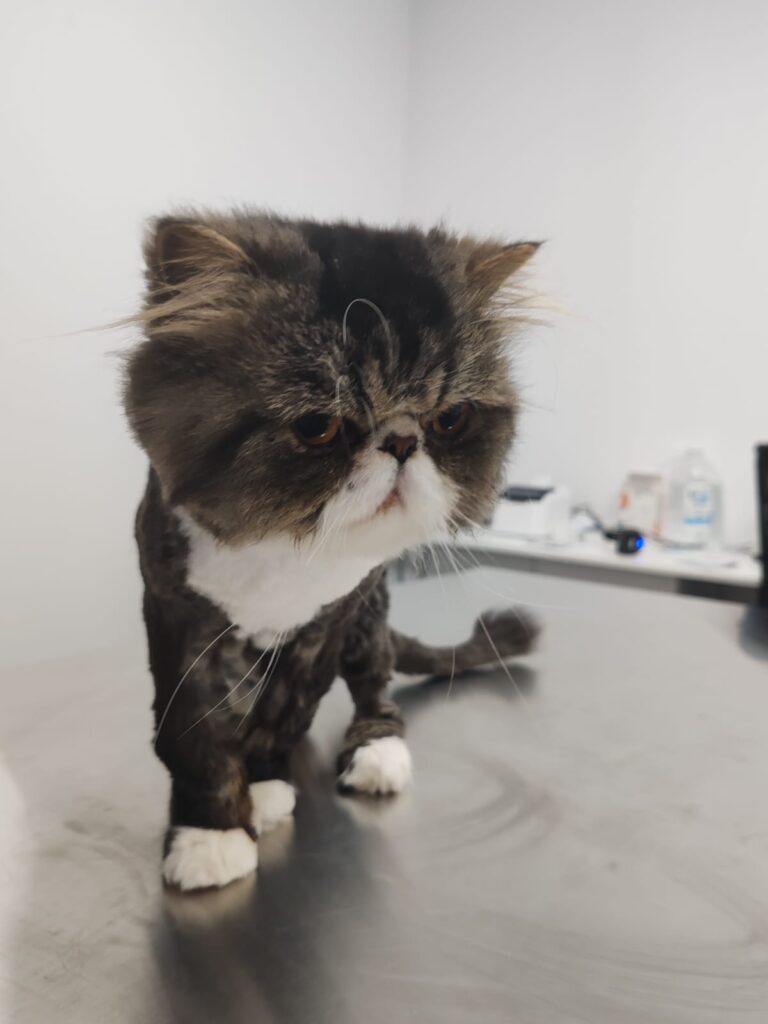 Căpușele la câini și pisici – Cum le îndepărtezi corect | LaVet Medical Sibiu