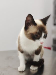 Microcipare pisici în Sibiu — e obligatorie? Cum se face și când merită