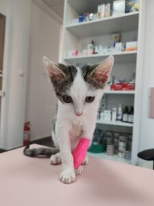 Sterilizare pisici in Sibiu: beneficii reale si mituri demontate