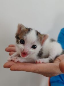 Animal nou adoptat în Sibiu — ce faci în prima lună la veterinar