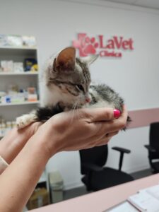 Vărsăturile la câini și pisici – cauze, tratament și când trebuie să mergi de urgență la medicul veterinar