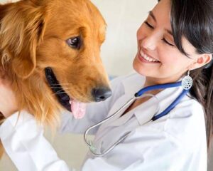 Babesioza la câini în Sibiu – simptome, tratament, analize și cum poate fi prevenită