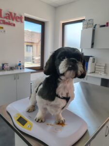 Cabinet Veterinar Șelimbăr – Servicii complete pentru câini și pisici