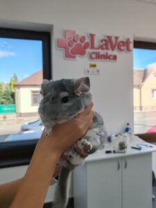 Animale exotice în Sibiu – Când este necesar consultul veterinar?