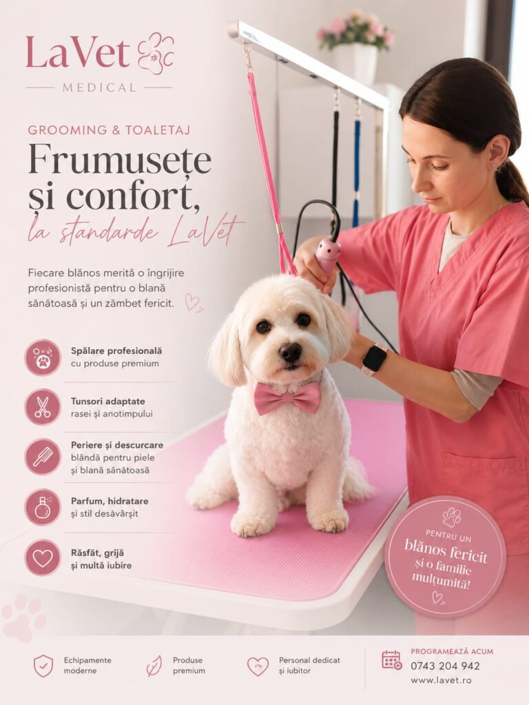 Toaletajul câinilor și pisicilor – ghid complet despre igienă, tuns, baie, îngrijirea blănii și când este recomandat un salon profesional