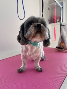 Toaletaj canin Sibiu – Grooming la LaVet Medical