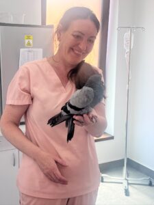 Urgențe veterinare Sibiu – când mergi la medicul veterinar